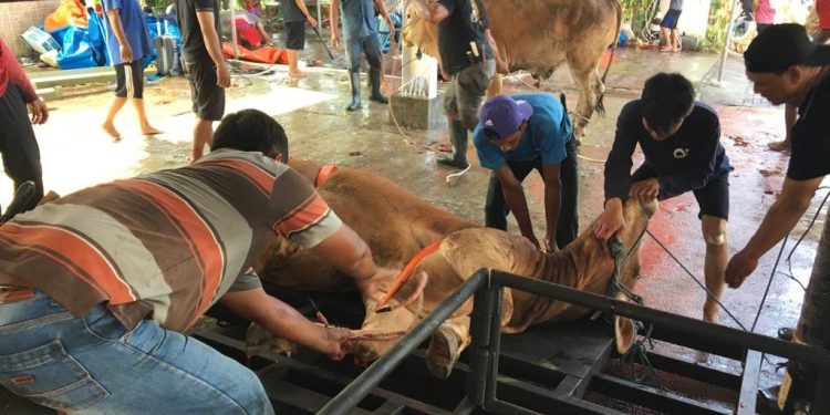 Proses pemotongan hewan qurban di Masjid Al Aqsha De Latinos.