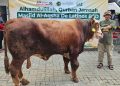 Masjid Al-Aqsha BSD Potong 161 Ekor Hewan Qurban Senilai Rp2,183 M Masjid Al-Aqsha BSD Potong 161 Ekor Hewan Qurban Senilai Rp2,183 M